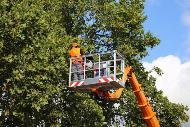 Trusted Alpha, NJ Tree Services Experts